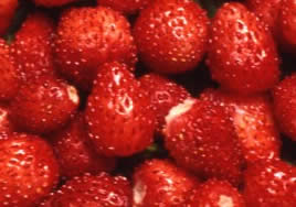 Fragola di bosco