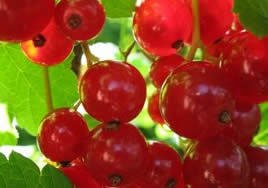Ribes 