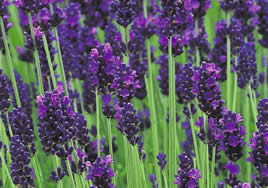 Lavanda