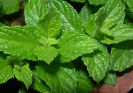 Menta