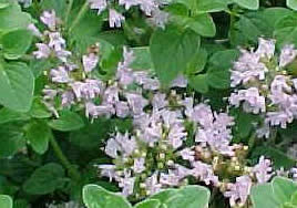 Origano
