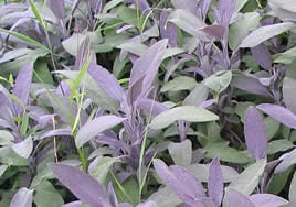 Salvia