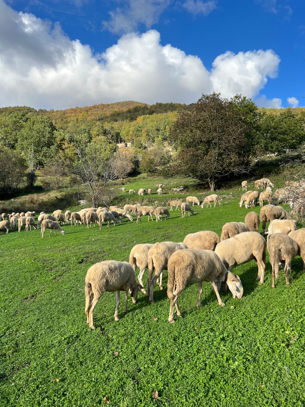 La razza "zerasca" dell'Az.Montagna Verde di Apella